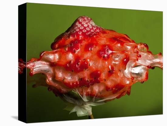 Weird Strawberry-Alan Sailer-Premier Image Canvas