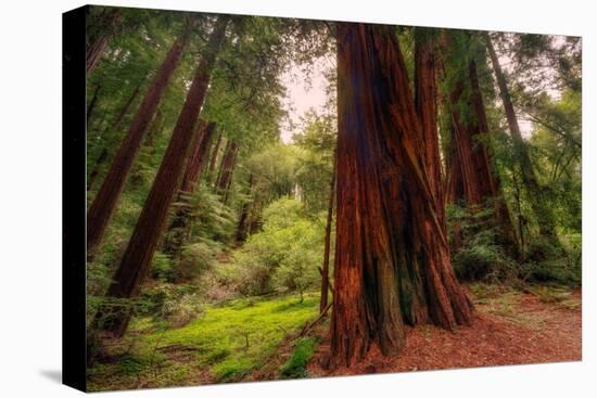 Welcome to Muir Woods 4-Vincent James-Premier Image Canvas