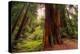 Welcome to Muir Woods 4-Vincent James-Premier Image Canvas