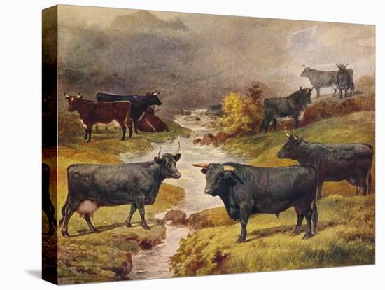 Welsh Black cattle, c1906 (c1910)-Unknown-Premier Image Canvas