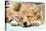 Welsh Corgi Dog (Pembroke), Close-Up Asleep-null-Premier Image Canvas