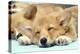 Welsh Corgi Dog (Pembroke), Close-Up Asleep-null-Premier Image Canvas