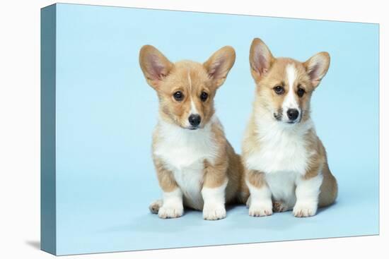 Welsh Corgi Dog (Pembroke) Puppies-null-Premier Image Canvas