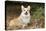 Welsh Corgi in Autumn Leaves-null-Premier Image Canvas