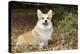 Welsh Corgi in Autumn Leaves-null-Premier Image Canvas