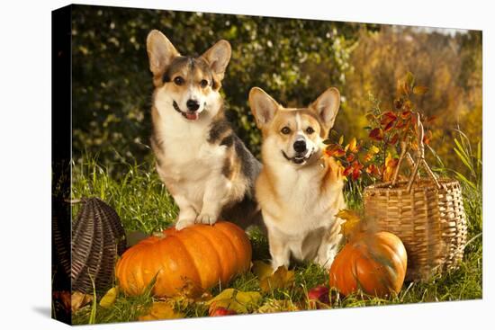 Welsh Corgi Pembroke Dog-Lilun-Premier Image Canvas