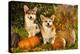 Welsh Corgi Pembroke Dog-Lilun-Premier Image Canvas