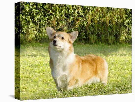 Welsh Corgi Pembroke-f8grapher-Premier Image Canvas