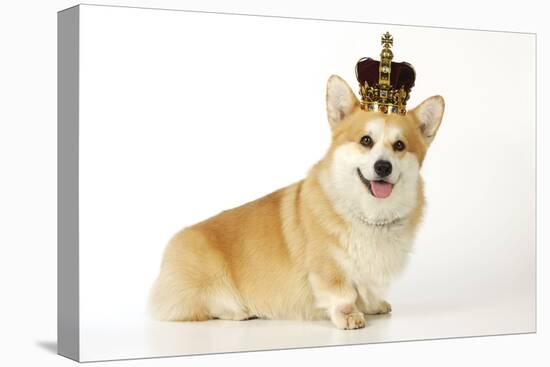 Welsh Corgi Wearing Crown and Pearls-null-Premier Image Canvas