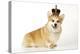 Welsh Corgi Wearing Crown and Pearls-null-Premier Image Canvas