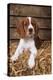 Welsh Springer Spaniel, Lying on Hay-null-Premier Image Canvas