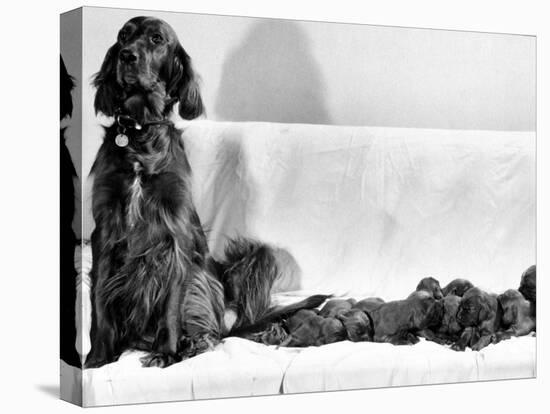 Wendy My Pride a Red Setter with a Litter of Eleven New Born Puppiesy London, December 1968-null-Premier Image Canvas