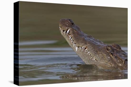 West African crocodile raising its head above water, The Gambia-Bernard Castelein-Premier Image Canvas