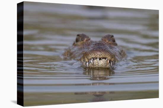 West African crocodile submerged in river, The Gambia-Bernard Castelein-Premier Image Canvas