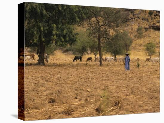 West African Herder and Cows, Mali, West Africa-Ellen Clark-Premier Image Canvas