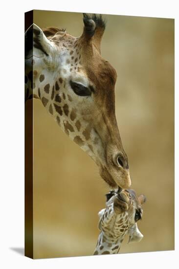 West African - Niger Giraffe (Giraffa Camelopardalis Peralta) Mother And Baby-Denis-Huot-Premier Image Canvas