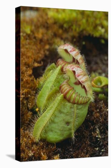 West Australian Pitcher Plant-DLILLC-Premier Image Canvas