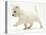West Highland Terrier Puppy (Canis Familiaris) Walking-Jane Burton-Premier Image Canvas