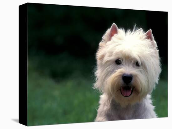 West Highland Terrier / Westie Panting-Adriano Bacchella-Premier Image Canvas