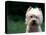 West Highland Terrier / Westie Panting-Adriano Bacchella-Premier Image Canvas