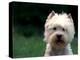 West Highland Terrier / Westie Panting-Adriano Bacchella-Premier Image Canvas