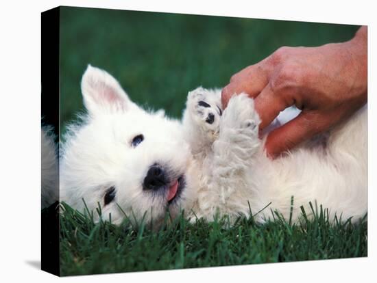 West Highland Terrier / Westie Puppy Being Petted-Adriano Bacchella-Premier Image Canvas