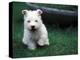 West Highland Terrier / Westie Puppy Walking-Adriano Bacchella-Premier Image Canvas