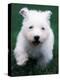 West Highland Terrier / Westie Puppy Walking-Adriano Bacchella-Premier Image Canvas