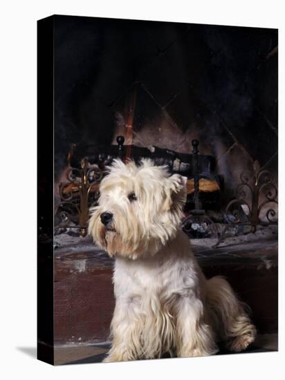 West Highland Terrier / Westie Sitting in Front of a Fireplace-Adriano Bacchella-Premier Image Canvas