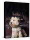 West Highland Terrier / Westie Sitting in Front of a Fireplace-Adriano Bacchella-Premier Image Canvas