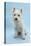 West Highland White Terrier Against a Blue Background-Mark Taylor-Premier Image Canvas