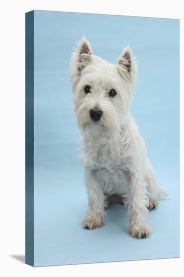 West Highland White Terrier Against a Blue Background-Mark Taylor-Premier Image Canvas