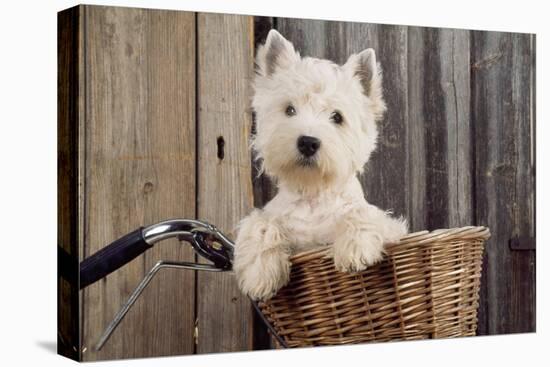 West Highland White Terrier in Bicycle Basket-null-Premier Image Canvas