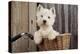 West Highland White Terrier in Bicycle Basket-null-Premier Image Canvas