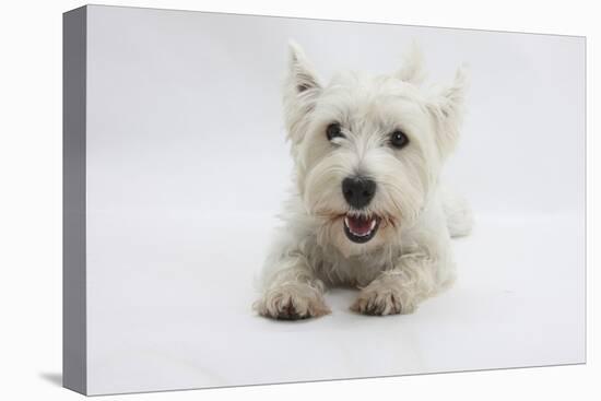 West Highland White Terrier Lying-Mark Taylor-Premier Image Canvas