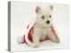 West Highland White Terrier Puppy in a Father Christmas Hat-Jane Burton-Premier Image Canvas