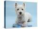 West Highland White Terrier with Her Lead, Against a Blue Background-Mark Taylor-Premier Image Canvas