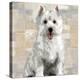 West Highland White Terrier-Keri Rodgers-Stretched Canvas