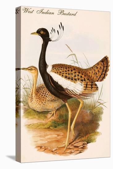 West Indian Bustard-John Gould-Stretched Canvas