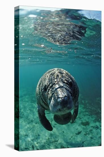 West Indian Manatee, Calf, Trichechus Manatus Latirostris, Usa, Florida, Fl, Crystal River-Reinhard Dirscherl-Premier Image Canvas