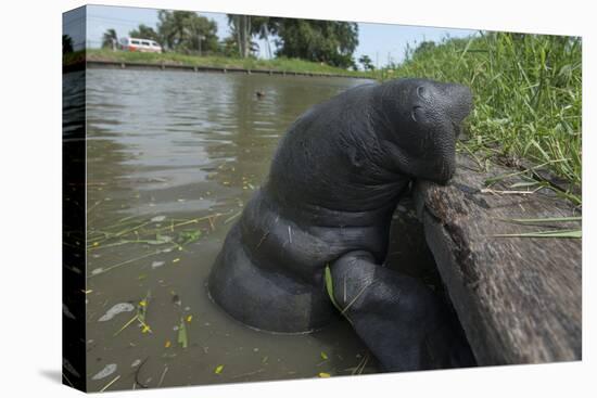 West Indian Manatee, Georgetown, Guyana-Pete Oxford-Premier Image Canvas