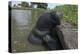 West Indian Manatee, Georgetown, Guyana-Pete Oxford-Premier Image Canvas