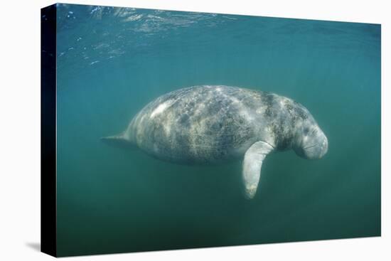 West Indian Manatee (Trichechus Manatus Latirostris) Florida Everglades, Florida, Usa.-Reinhard Dirscherl-Premier Image Canvas