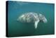 West Indian Manatee (Trichechus Manatus Latirostris) Florida Everglades, Florida, Usa.-Reinhard Dirscherl-Premier Image Canvas