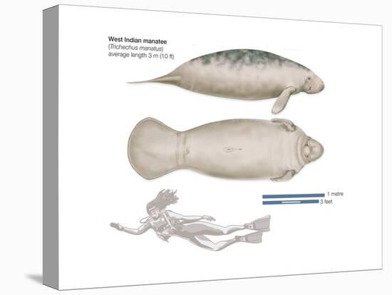 West Indian Manatee (Trichechus Manatus), Mammals-Encyclopaedia Britannica-Stretched Canvas