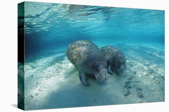 West Indian Manatee-Reinhard Dirscherl-Premier Image Canvas