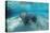 West Indian Manatee-Reinhard Dirscherl-Premier Image Canvas