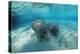 West Indian Manatee-Reinhard Dirscherl-Premier Image Canvas