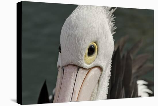 Western Australia, Albany, Oyster Harbour. Australian Pelican-Cindy Miller Hopkins-Premier Image Canvas