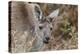Western Australia, Perth, Yanchep National Park. Western Gray Kangaroo Close Up-Cindy Miller Hopkins-Premier Image Canvas